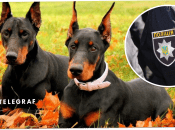 Доберманы четыре дня были заперты в квартире с мертвым владельцем