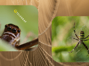 Коллаж "Телеграфа"