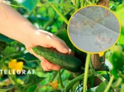 Чому на огірках жовтіє листя