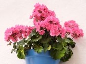 Пеларгония зацветет еще больше