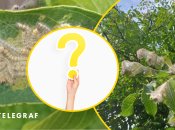 В Україні завівся новий шкідник