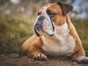 Английский бульдог