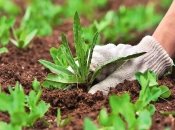 Сорнякам не место на дачном участке