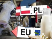 Переработчикам не хватает качественного промышленного молока из украинских ферм