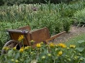 Завершувати городній сезон потрібно грамотно