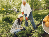 Какие овощи не стоит сажать рядом с картофелем