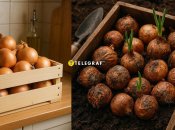 Свежий лук будет радовать вас еще долго