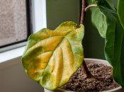 Листя кімнатних рослин особливо жовтіє взимку