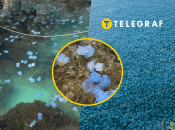 Море временно изменило цвет