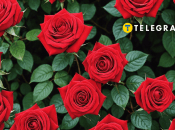 Коли краще саджати троянди