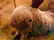 Таких почти не встретишь на улице: самые редкие и необычные породы собак (фото)