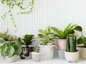 Фікус досить вимоглива у догляді рослина