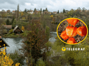 Растение физалис