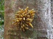 "Цветок" с десятками щупалец: ученый наткнулся в лесе на любопытное существо (видео)