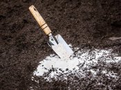 Узнайте, зачем известковать почву