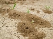 Домашние средства борьбы с муравьями