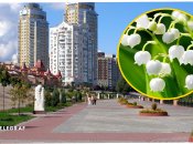 Инцидент произошел на Оболони