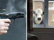 История, достойная экранизации