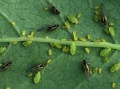 Важливо вчасно позбутися шкідника