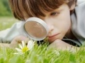 Опасные насекомые: кого бояться?