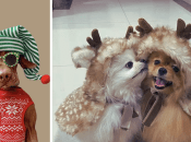 Собаки у Різдвяних костюмах