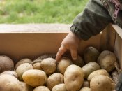 Нельзя выкапывать картофель, когда земля влажная