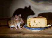 Миші можуть завдати значних збитків