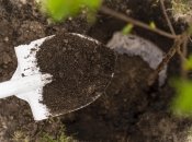 Почва должны быть плодородной