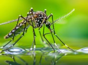 Що бояться комарі