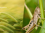 Українські фермери масово скаржаться на сарану