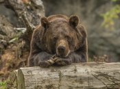 Медведица фотографировалась в лесу