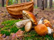 Настав грибний сезон