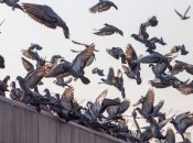 Голуби любят селиться на балконах и крышах