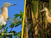 Чапля жовта