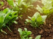 Как вас спасут бархатцы от вредителей