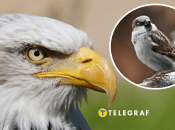 Коллаж "Телеграфа"