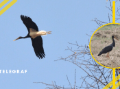 Лелека чорний