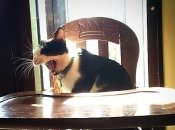 Детский Киев: 5 столичных кафе, где живут животные