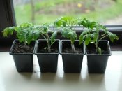 Саженцам нужны питательные вещества