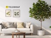 Фикус имеет особое значение для тех, кто стремится к успеху