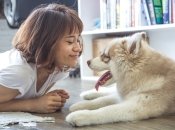 Хаски считаются самыми коммуникабельными