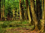 Исследователи мира обратили внимание, что состояние деревьев значительно ухудшилось