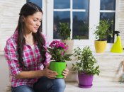 Комнатные растения разрастуться с новой силой