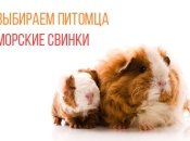 Выбираем домашнее животное ребенку: морские свинки