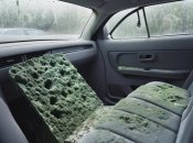 Плесня в авто