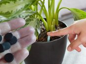 Как удобрить цветы активированным углем