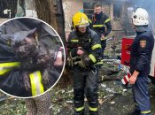 Домашний любимец по имени Шамиль смог выжить после удара российской ракеты