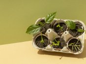 Вирощувати розсаду можна в контейнерах з-під яєць