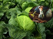 Ультраранние сорта капусты