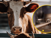 Що чекає чоловіка